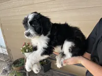 Your Choice, bbm, a male Aussiedoodle for sale in Madisonville, TX – 6 of 8