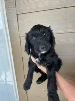 Your choice-bbf2, a female Aussiedoodle for sale in Madisonville, TX – 6 of 7
