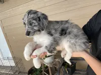 Your choice-bmm5, a male Aussiedoodle for sale in Madisonville, TX – 5 of 7