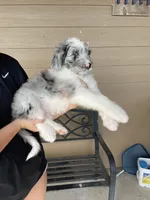 Your choice, bmm1, a male Aussiedoodle for sale in Madisonville, TX – 3 of 10