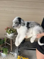 Your choice, bmm1, a male Aussiedoodle for sale in Madisonville, TX – 9 of 10