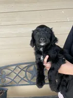 Your choice-bbf1, a female Aussiedoodle for sale in Madisonville, TX – 4 of 5