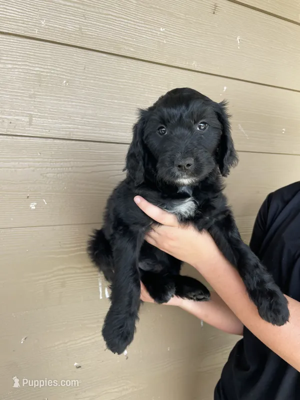 Your choice-bbf2 – Aussiedoodle puppy for sale in Madisonville, TX