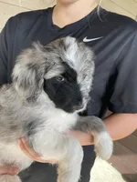 Your Choice, bmm3, a male Aussiedoodle for sale in Madisonville, TX – 6 of 8