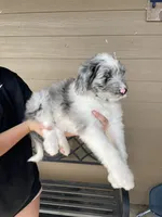 Your choice, bmm1, a male Aussiedoodle for sale in Madisonville, TX – 10 of 10