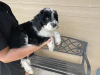 Your Choice, bbm, a male Aussiedoodle for sale in Madisonville, TX – 3 of 8