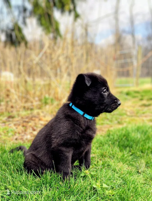 Polly – German Shepherd Dog puppy for sale in Everett, PA
