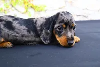 Coco, a female Miniature Dachshund for sale in Bryant, IN – Photo 6 of 10