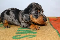 Coco, a female Miniature Dachshund for sale in Bryant, IN – Photo 6 of 10