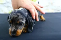 Coco, a female Miniature Dachshund for sale in Bryant, IN – Photo 10 of 10