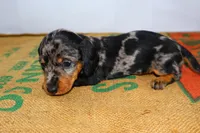 Coco, a female Miniature Dachshund for sale in Bryant, IN – Photo 8 of 10