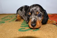 Coco, a female Miniature Dachshund for sale in Bryant, IN – Photo 9 of 10