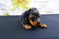 Coco, a female Miniature Dachshund for sale in Bryant, IN – Photo 2 of 10