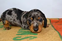 Coco, a female Miniature Dachshund for sale in Bryant, IN – Photo 5 of 10
