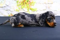 Coco, a female Miniature Dachshund for sale in Bryant, IN – Photo 4 of 10