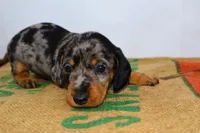 Coco, a female Miniature Dachshund for sale in Bryant, IN – Photo 2 of 10