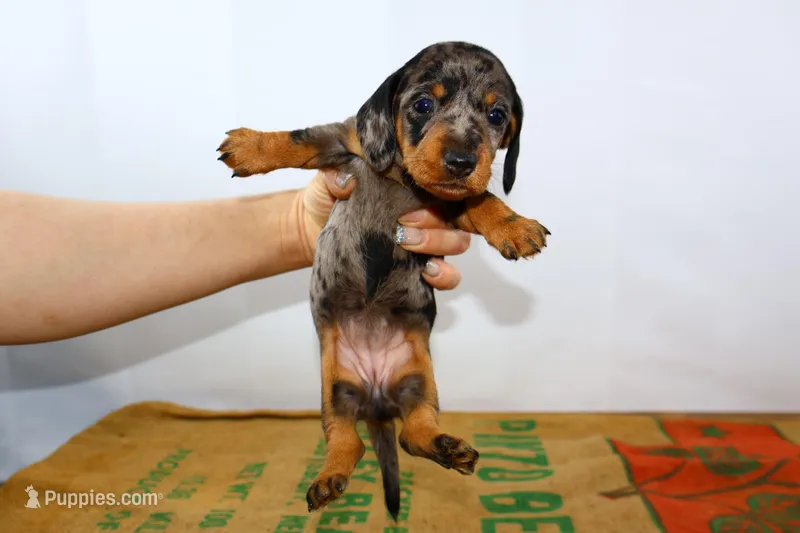 Coco – Miniature Dachshund puppy for sale in Bryant, IN