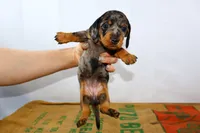 Coco, a female Miniature Dachshund for sale in Bryant, IN – Photo 1 of 10