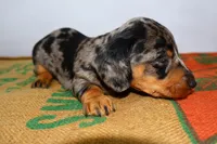 Coco, a female Miniature Dachshund for sale in Bryant, IN – Photo 10 of 10