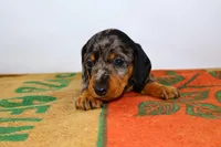 Coco, a female Miniature Dachshund for sale in Bryant, IN – Photo 3 of 10