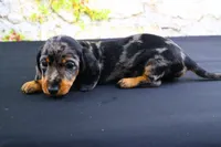 Coco, a female Miniature Dachshund for sale in Bryant, IN – Photo 9 of 10