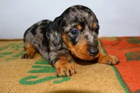 Coco, a female Miniature Dachshund for sale in Bryant, IN – Photo 7 of 10