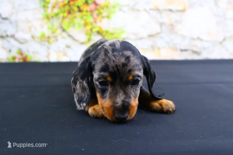 Coco – Miniature Dachshund puppy for sale in Bryant, IN