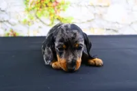 Coco, a female Miniature Dachshund for sale in Bryant, IN – Photo 1 of 10