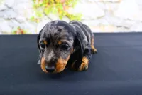 Coco, a female Miniature Dachshund for sale in Bryant, IN – Photo 3 of 10