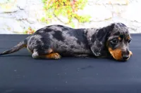 Coco, a female Miniature Dachshund for sale in Bryant, IN – Photo 5 of 10