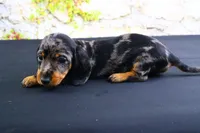 Coco, a female Miniature Dachshund for sale in Bryant, IN – Photo 8 of 10