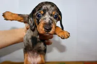 Coco, a female Miniature Dachshund for sale in Bryant, IN – Photo 4 of 10