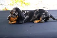 Coco, a female Miniature Dachshund for sale in Bryant, IN – Photo 7 of 10