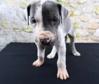Cujo, a male Great Dane for sale in Bryant, IN – Photo 4 of 10