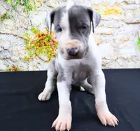 Cujo, a male Great Dane for sale in Bryant, IN – Photo 9 of 10