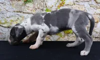 Cujo, a male Great Dane for sale in Bryant, IN – Photo 8 of 10