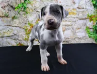 Cujo, a male Great Dane for sale in Bryant, IN – Photo 7 of 10