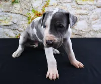Cujo, a male Great Dane for sale in Bryant, IN – Photo 2 of 10