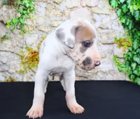 Apollo, a male Great Dane for sale in Bryant, IN – Photo 10 of 10