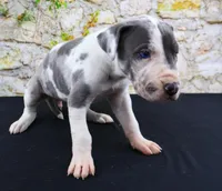 Cujo, a male Great Dane for sale in Bryant, IN – Photo 5 of 10