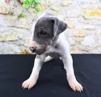 Cujo, a male Great Dane for sale in Bryant, IN – Photo 6 of 10