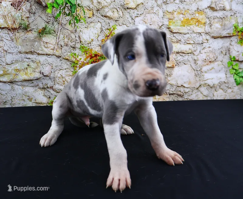 Cujo, a male Great Dane for sale in Bryant, IN – Photo 1 of 10