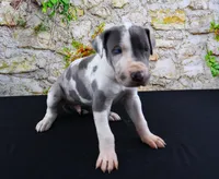 Cujo, a male Great Dane for sale in Bryant, IN – Photo 1 of 10