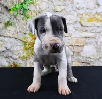 Cujo, a male Great Dane for sale in Bryant, IN – Photo 3 of 10