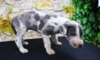 Cujo, a male Great Dane for sale in Bryant, IN – Photo 10 of 10
