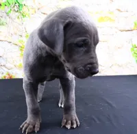 Blue, a male Great Dane for sale in Bryant, IN – Photo 2 of 10