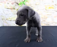 Blue, a male Great Dane for sale in Bryant, IN – Photo 3 of 10
