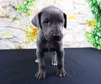 Blue, a male Great Dane for sale in Bryant, IN – Photo 6 of 10