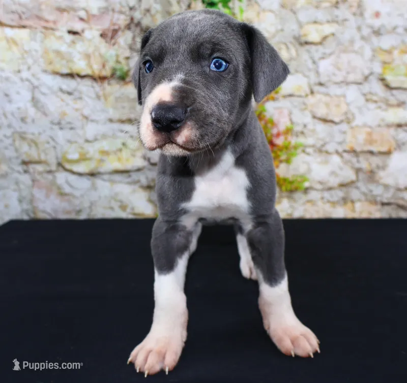Slate – Great Dane puppy for sale in Bryant, IN