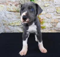 Slate, a male Great Dane for sale in Bryant, IN – Photo 1 of 9
